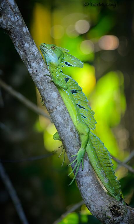 Green Basilisk Lizard